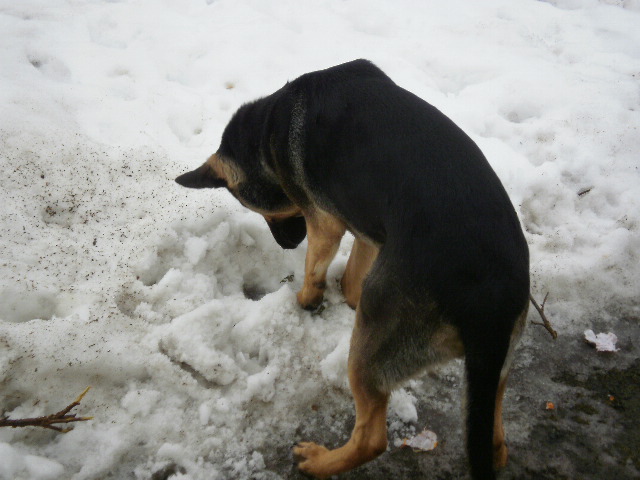 Azor