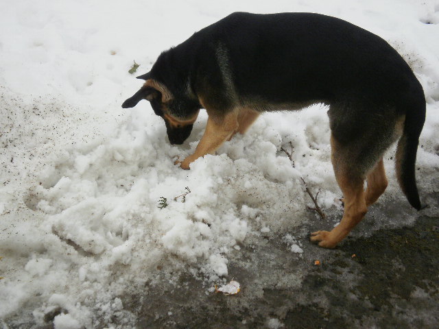 Azor a sníh