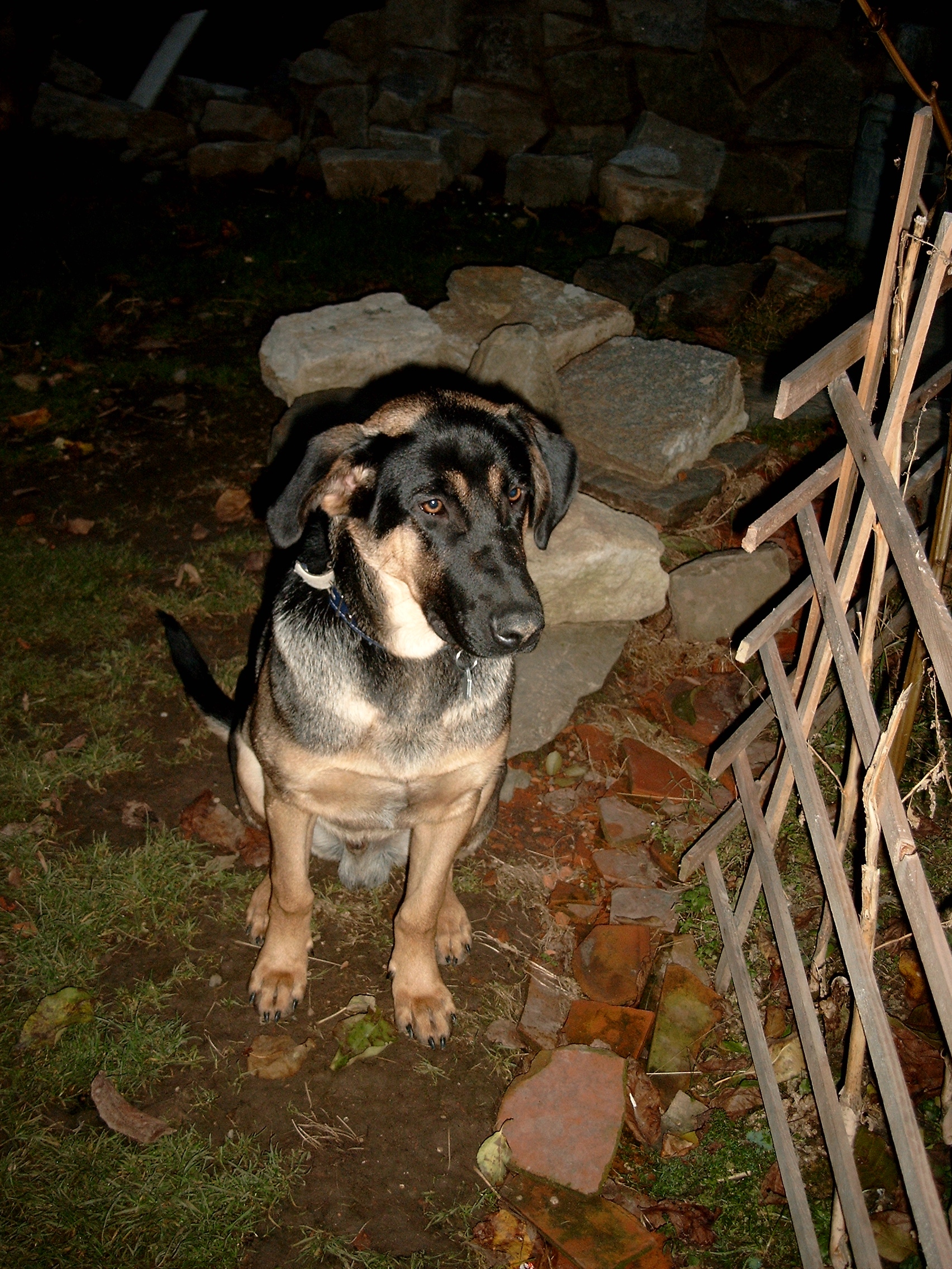 Azor-28.10.2009