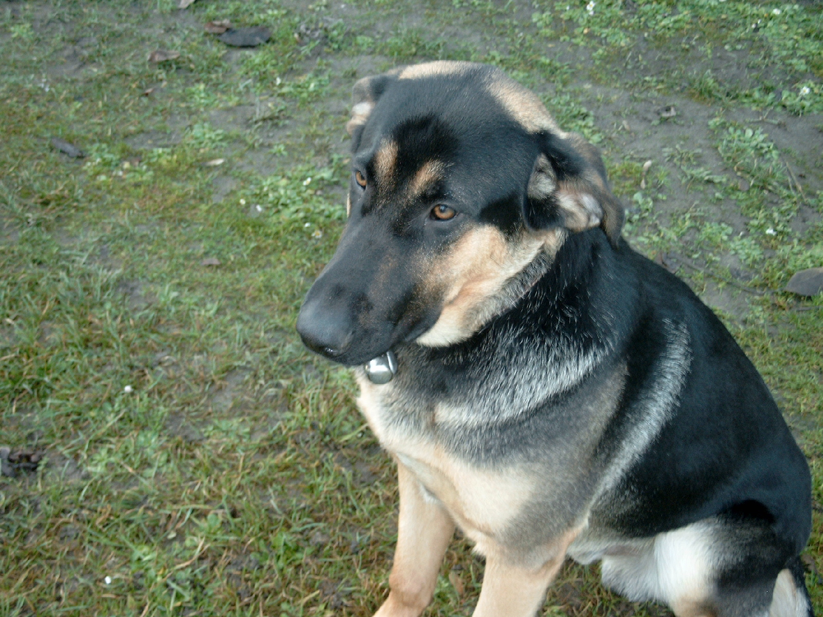 Azor podzim 2009