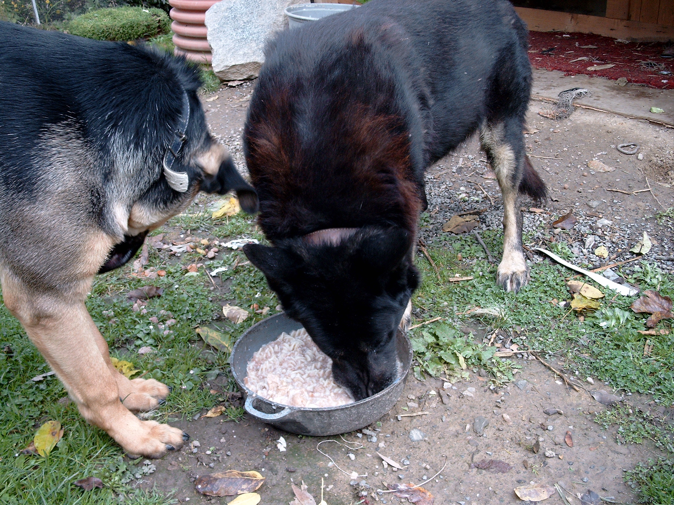 Azor+Rex