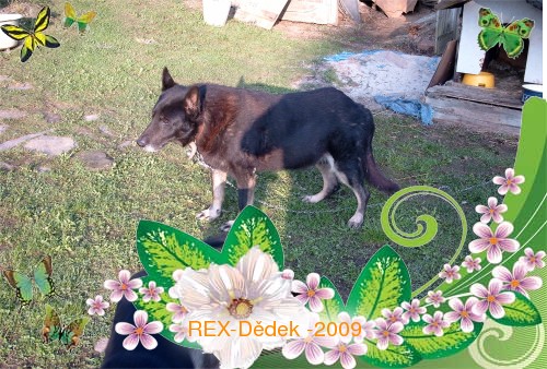Rex -dědek