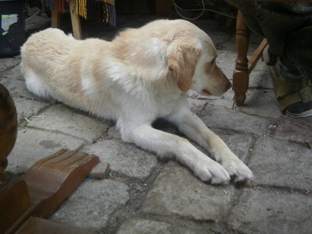 Čárlí-2010