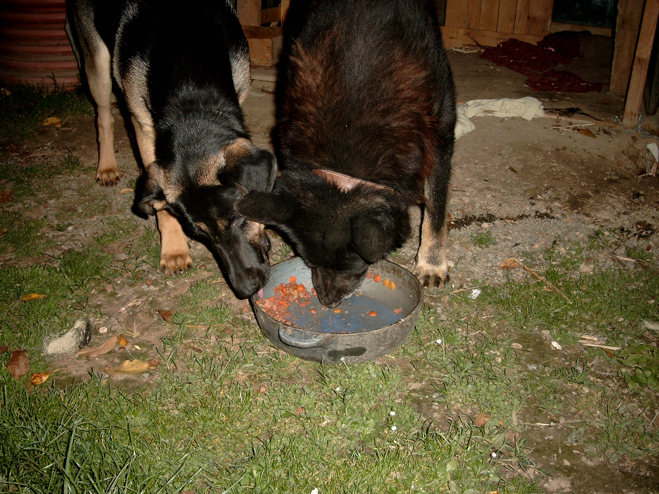 Rex a Azor 2009.jpg