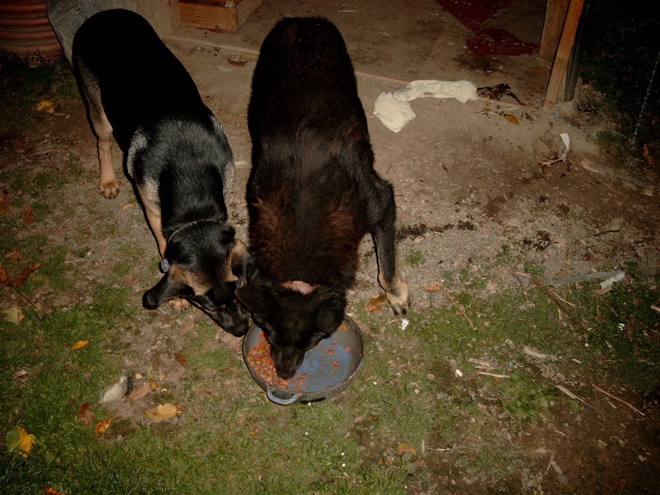 Rex a Azor říjen 2009.jpg