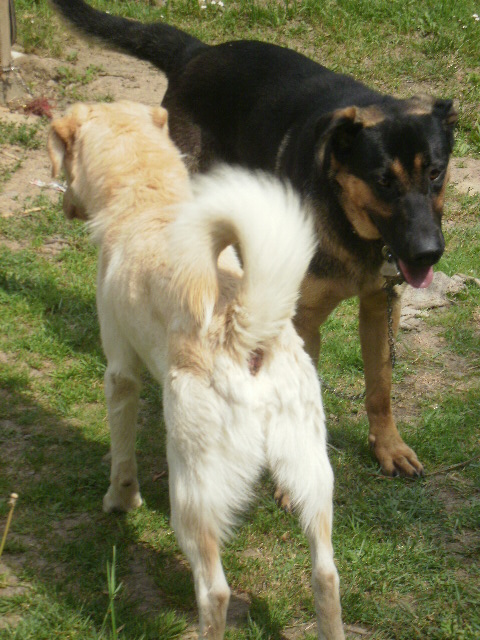 1.7.Azor +Čárlí.JPG