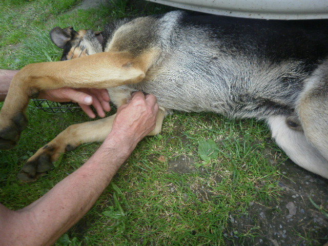 2.7.2010 táta azorovi vyndavá klíště.JPG